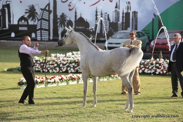 2013 Ajman Arabian Horse Show (day 2)