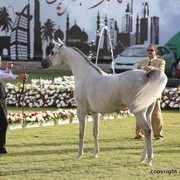 2013 Ajman Arabian Horse Show (day 2)