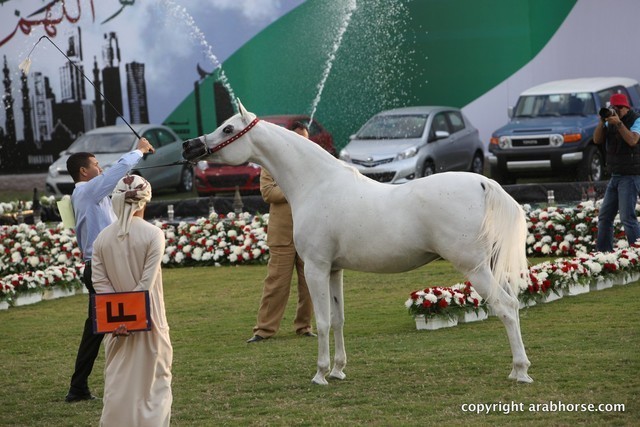 2013 Ajman Arabian Horse Show (day 2)