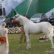 2013 Ajman Arabian Horse Show (day 2)