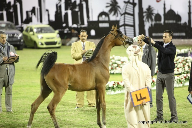 2013 Ajman Arabian Horse Show (day 2)