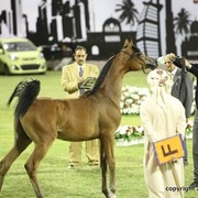 2013 Ajman Arabian Horse Show (day 2)