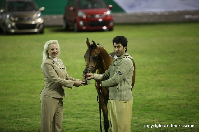 2013 Ajman Arabian Horse Show (day 2)
