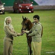 2013 Ajman Arabian Horse Show (day 2)