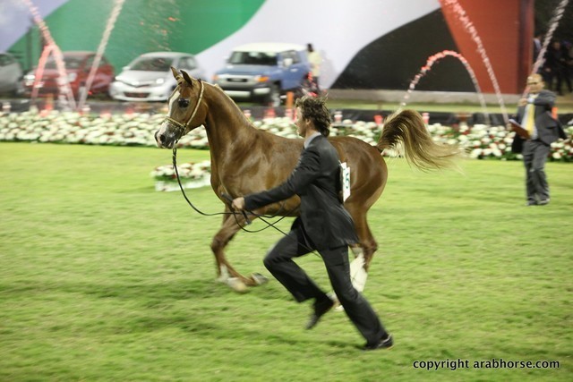 2013 Ajman Arabian Horse Show (day 2)