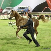 2013 Ajman Arabian Horse Show (day 2)