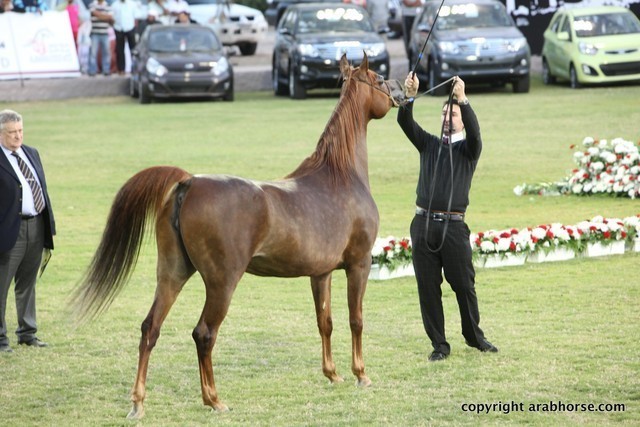 2013 Ajman Arabian Horse Show (day 2)