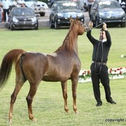 2013 Ajman Arabian Horse Show (day 2)