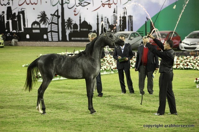 2013 Ajman Arabian Horse Show (day 2)