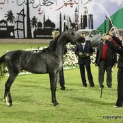 2013 Ajman Arabian Horse Show (day 2)