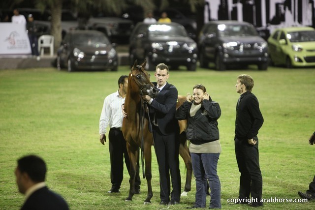 2013 Ajman Arabian Horse Show (day 2)