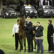 2013 Ajman Arabian Horse Show (day 2)