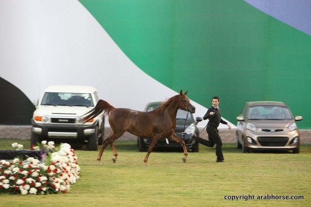 2013 Ajman Arabian Horse Show (day 2)
