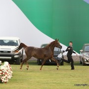 2013 Ajman Arabian Horse Show (day 2)