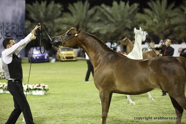 2013 Ajman Arabian Horse Show (day 3)