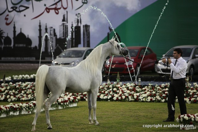 2013 Ajman Arabian Horse Show (day 3)