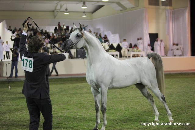 2013 Ajman Arabian Horse Show (day 3)