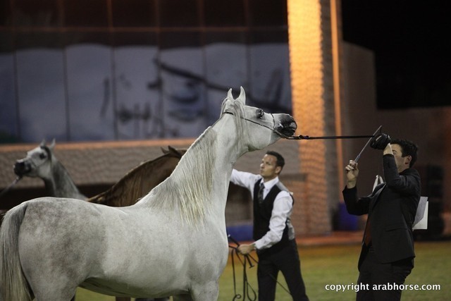 2013 Ajman Arabian Horse Show (day 3)