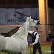2013 Ajman Arabian Horse Show (day 3)