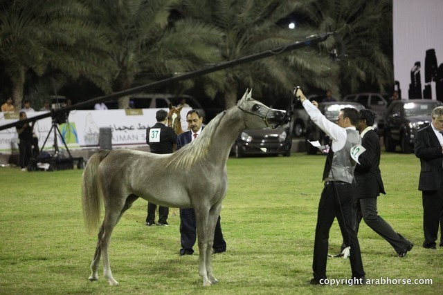 2013 Ajman Arabian Horse Show (day 3)