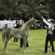 2013 Ajman Arabian Horse Show (day 3)