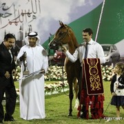 2013 Ajman Arabian Horse Show (day 3)
