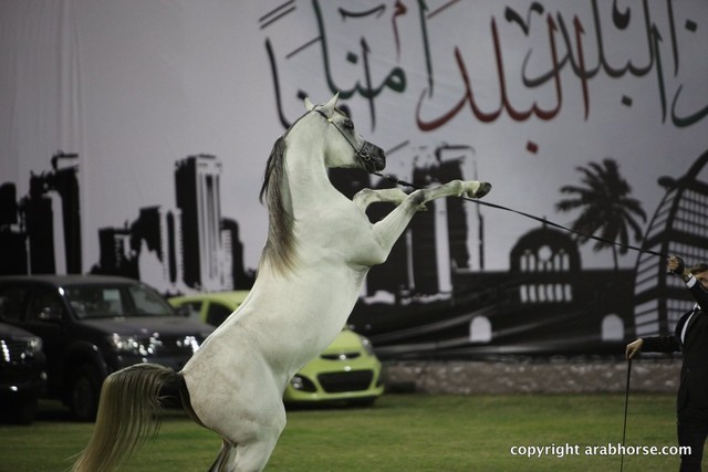 2013 Ajman Arabian Horse Show (day 3)
