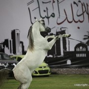 2013 Ajman Arabian Horse Show (day 3)