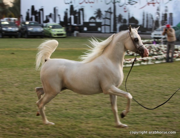 2013 Ajman Arabian Horse Show (day 3)