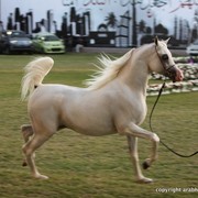 2013 Ajman Arabian Horse Show (day 3)