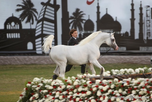 2013 Ajman Arabian Horse Show (day 3)