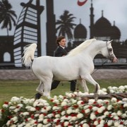 2013 Ajman Arabian Horse Show (day 3)