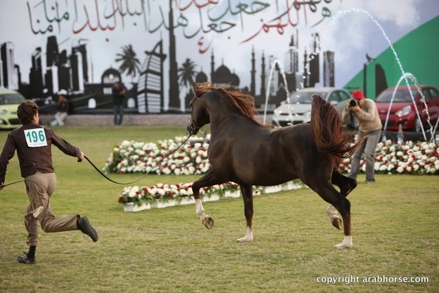 2013 Ajman Arabian Horse Show (day 3)