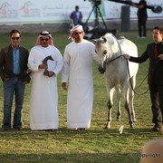 2013 Ajman Arabian Horse Show (day 3)