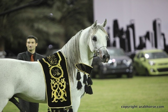 2013 Ajman Arabian Horse Show (day 3)