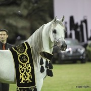 2013 Ajman Arabian Horse Show (day 3)