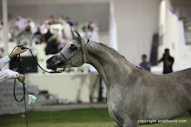 2013 Ajman Arabian Horse Show (day 3)