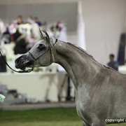 2013 Ajman Arabian Horse Show (day 3)