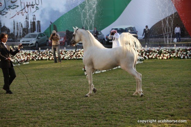 2013 Ajman Arabian Horse Show (day 3)