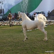 2013 Ajman Arabian Horse Show (day 3)