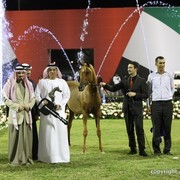 2013 Ajman Arabian Horse Show (day 3)