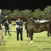 2013 Ajman Arabian Horse Show (day 3)