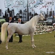 2013 Ajman Arabian Horse Show (day 3)