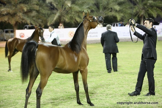 2013 Ajman Arabian Horse Show (day 3)
