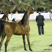 2013 Ajman Arabian Horse Show (day 3)