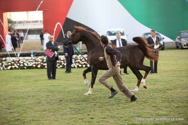 2013 Ajman Arabian Horse Show (day 3)
