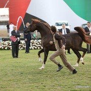 2013 Ajman Arabian Horse Show (day 3)