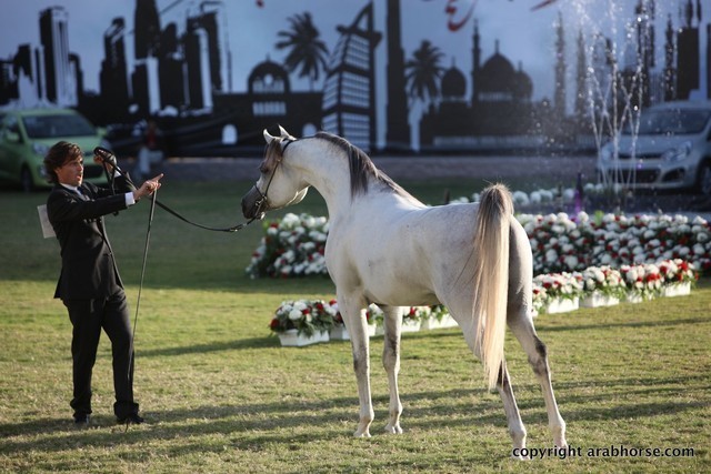 2013 Ajman Arabian Horse Show (day 3)