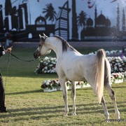 2013 Ajman Arabian Horse Show (day 3)