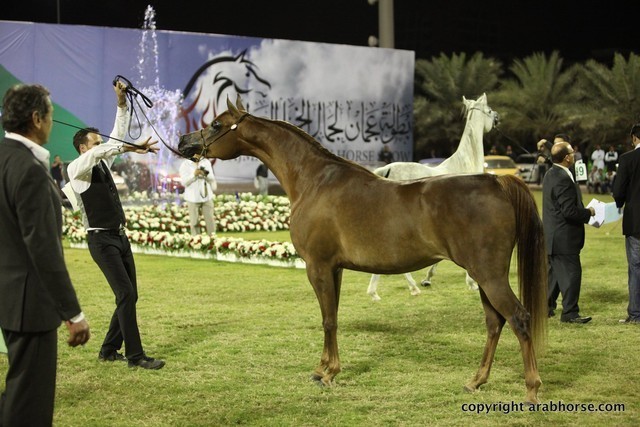 2013 Ajman Arabian Horse Show (day 3)